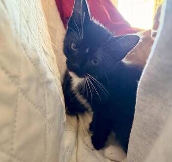 Owen -  Tuxedo and Domestic Short Hair Cat for Adoption in Phoenix, Arizona - Owen | PetCurious