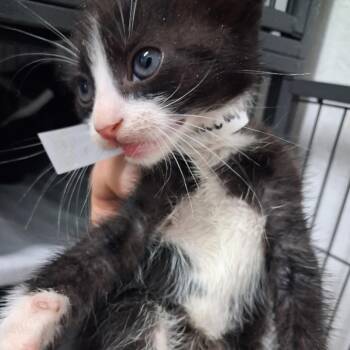 Dracula -  American Shorthair and Domestic Medium Hair Cat for Adoption in Parrish, Alabama - Dracula | PetCurious
