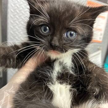Southern -  Domestic Short Hair Cat for Adoption in Newark, New Jersey - Southern | PetCurious