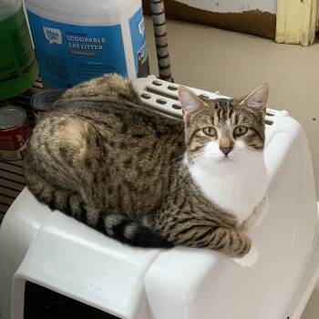 Domestic Short Hair Cats Available for Adoption in Hearne, Texas - Clover | PetCurious