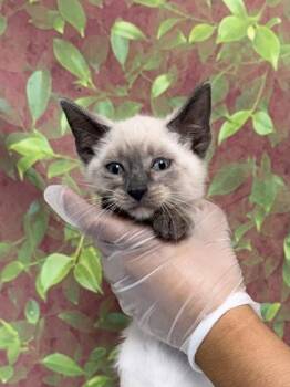 Red Bull -  Domestic Short Hair Cat for Adoption in San Antonio, Texas - Red Bull | PetCurious