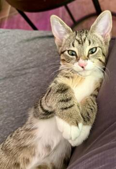 Haircut -  Domestic Short Hair Cat for Adoption in Lemont, Illinois - Haircut | PetCurious