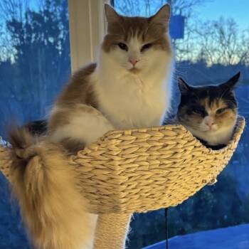 Domestic Medium Hair Cats Available for Adoption - Clair De Lune & Soleil (bonded Pair) | PetCurious