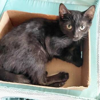 Olivia -  Domestic Short Hair Cat for Adoption in Little Rock, Arkansas - Olivia | PetCurious