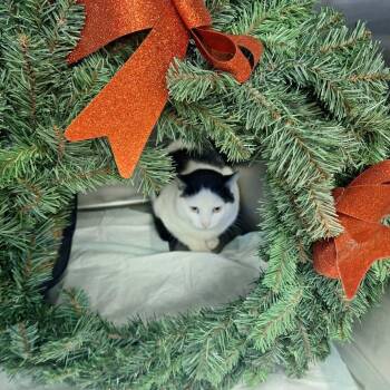 Domestic Short Hair Cats Available for Adoption - Jack Skellington | PetCurious