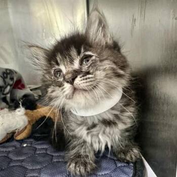 FERGIE -  Domestic Medium Hair Cat for Adoption in Riverside, California - FERGIE | PetCurious