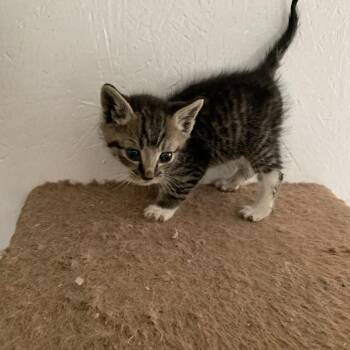 Roni -  Domestic Short Hair Cat Available for Adoption in Woodstock, Virginia - Roni | PetCurious