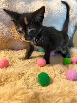 Twix -  Domestic Short Hair Cat Available for Adoption in Sebastian, Florida - Twix | PetCurious