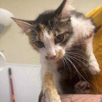 Kosher -  Domestic Short Hair Cat for Adoption in Tulsa, Oklahoma - Kosher | PetCurious