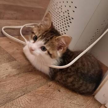 Domestic Short Hair Cats Available for Adoption in Watertown, New York - Cumin | PetCurious