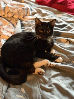 Domestic Short Hair Cats Available for Adoption in Minneapolis, Minnesota - Dolly | PetCurious
