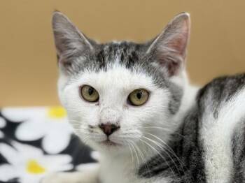 Mars -  Domestic Short Hair Cat for Adoption in Portland, Oregon - Mars | PetCurious