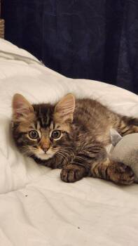 Rescue Domestic Medium Hair Cats for Adoption in Newburgh, New York - Elliot | PetCurious