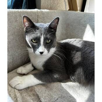Domestic Short Hair Cats Available for Adoption in Morgan Hill, California - Vanya | PetCurious