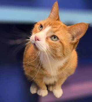 Rescue Domestic Short Hair Cats for Adoption in Sioux City, Iowa - Precious | PetCurious