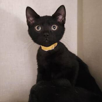 Ebi -  Domestic Short Hair Cat for Adoption in Lakewood, Colorado - Ebi | PetCurious
