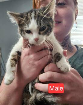 Rescue Domestic Short Hair Cats for Adoption in Olney, Illinois - Calypso | PetCurious