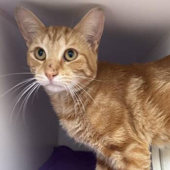 Ham -  Domestic Short Hair Cat for Adoption in Naperville, Illinois - Ham | PetCurious