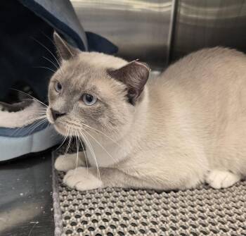 Siamese and Snowshoe Cats Available for Adoption in Ruskin, Florida - Lint | PetCurious