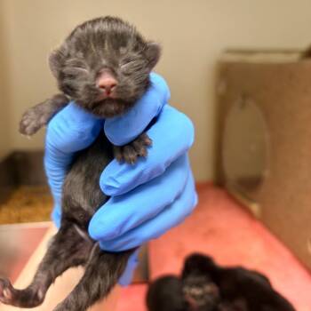 Domestic Short Hair Cats Available for Adoption in Harrisonburg, Virginia - Onyx | PetCurious