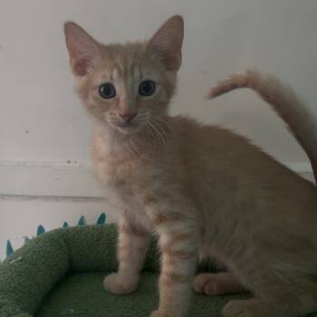 Rescue Domestic Short Hair Cats for Adoption in Lakewood, California - Hornet | PetCurious