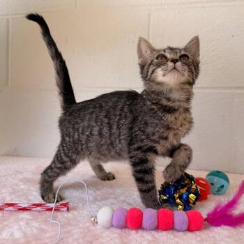 Domestic Short Hair Cats Available for Adoption in Evensville, Tennessee - Twila | PetCurious