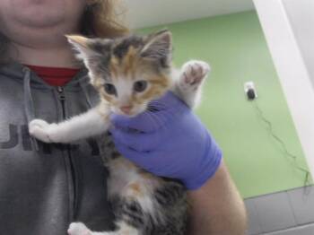 TOAD -  Domestic Short Hair Cat for Adoption in Omaha, Nebraska - TOAD | PetCurious