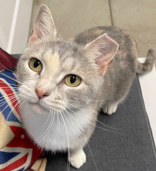 Rescue Dilute Calico and Domestic Short Hair Cats for Adoption in Garner, North Carolina - Mariposa | PetCurious