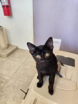 Bran -  Domestic Short Hair Cat for Adoption in Fort Collins, Colorado - Bran | PetCurious