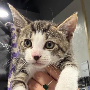 Conor -  Domestic Short Hair Cat for Adoption in Tampa, Florida - Conor | PetCurious