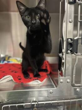 Domestic Short Hair Cats Available for Adoption - Reggie | PetCurious