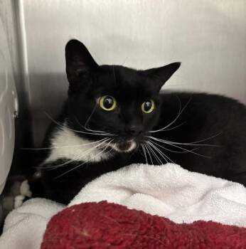 Domestic Short Hair Cats Available for Adoption in Silverdale, Washington - Ellie | PetCurious