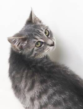 Shine is a shining example of kitten purrfection - love bug -  Silver and Tabby Cat for Adoption in Bedford Hills, New York - Shine Is A Shining Example Of Kitten Purrfection - Love Bug | PetCurious