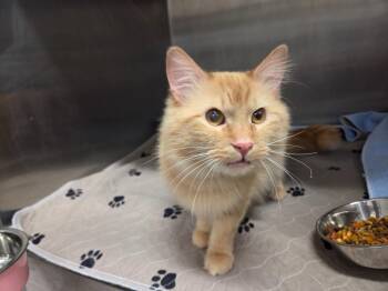 Domestic Medium Hair Cats Available for Adoption - Picante | PetCurious