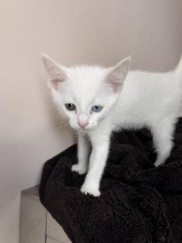 26-354 Snowflake -  Domestic Short Hair Cat for Adoption in Barnesville, Georgia - 26-354 Snowflake | PetCurious