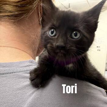 Tori *Meet me at Eagan Petsmart* -  Domestic Short Hair Cat for Adoption in Buffalo, Minnesota - Tori *Meet Me At Eagan Petsmart* | PetCurious