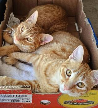 Sweet Young Cats Tang & Jules - Pretty Tangerine and Handsome Ju -  Tabby and Tiger Cat for Adoption in Metairie, Louisiana - Sweet Young Cats Tang & Jules - Pretty Tangerine And Handsome Ju | PetCurious