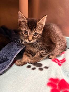 Bubbles -  Domestic Short Hair Cat Available for Adoption in Detroit, Michigan - Bubbles | PetCurious