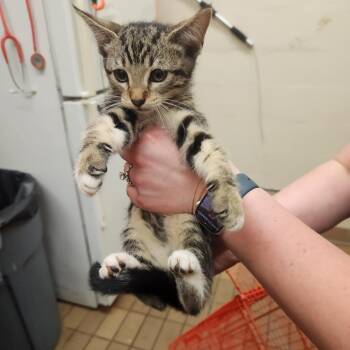 Atlas -  Domestic Short Hair Cat for Adoption in Birmingham, Alabama - Atlas | PetCurious
