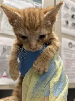 Domestic Short Hair Cats Available for Adoption in Las Vegas, Nevada - HAROLD | PetCurious
