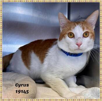 Domestic Short Hair Cats Available for Adoption in Marietta, Georgia - Cyrus (602) | PetCurious