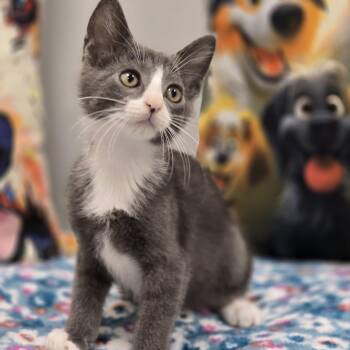 Fritz -  Domestic Short Hair Cat for Adoption in Effingham, Illinois - Fritz | PetCurious