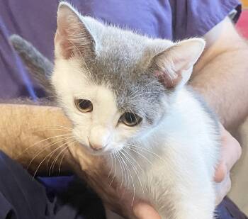 Cherry is our delicious baby snuggler - better pics coming -  Russian Blue and Turkish Van Cat for Adoption in Bedford Hills, New York - Cherry Is Our Delicious Baby Snuggler - Better Pics Coming | PetCurious