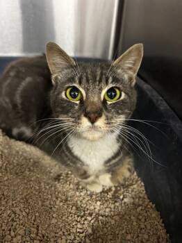 Domestic Short Hair Cats Available for Adoption in Thousand Oaks, California - Flaca | PetCurious