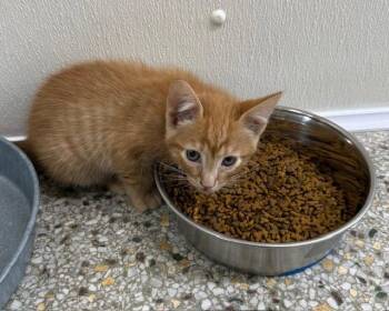 Domestic Short Hair Cats Available for Adoption - Praline (Available 3/20/26) | PetCurious