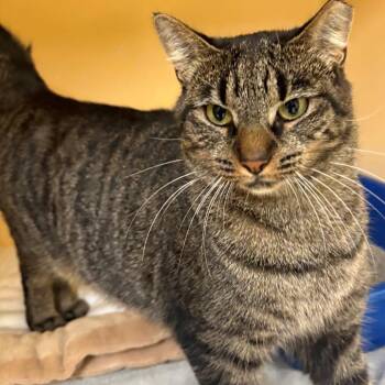 Lily -  Domestic Short Hair Cat for Adoption in East Hanover, New Jersey - Lily | PetCurious