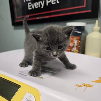 Domestic Short Hair Cats Available for Adoption in Edwardsville, Illinois - Mbk_1 | PetCurious