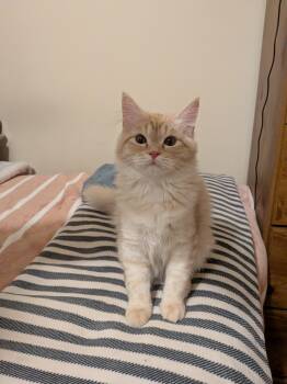 Rescue Persian Cats for Adoption in Asbury Park, New Jersey - Chubbs | PetCurious