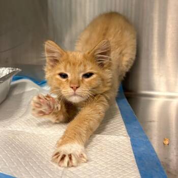 Tiger -  Domestic Medium Hair Cat for Adoption in Greensboro, North Carolina - Tiger | PetCurious