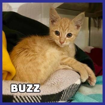 Buzz -  Domestic Short Hair Cat for Adoption in Glenwood, Minnesota - Buzz | PetCurious
